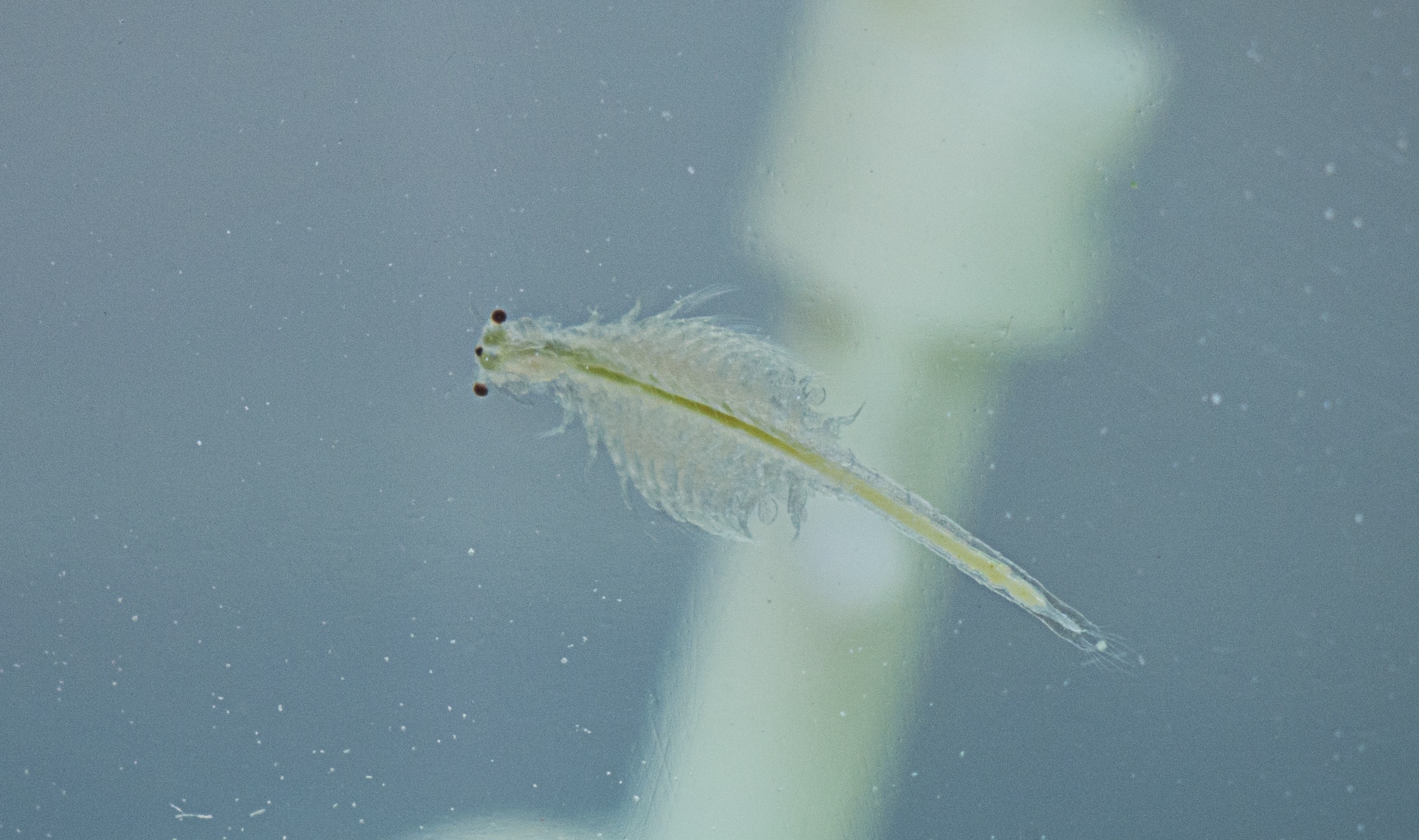 Sea-Monkey